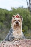 YORKSHIRE TERRIER 011